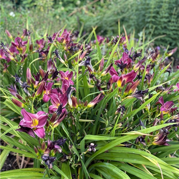 Meet your Posher, Mol - Picture 1 of 1